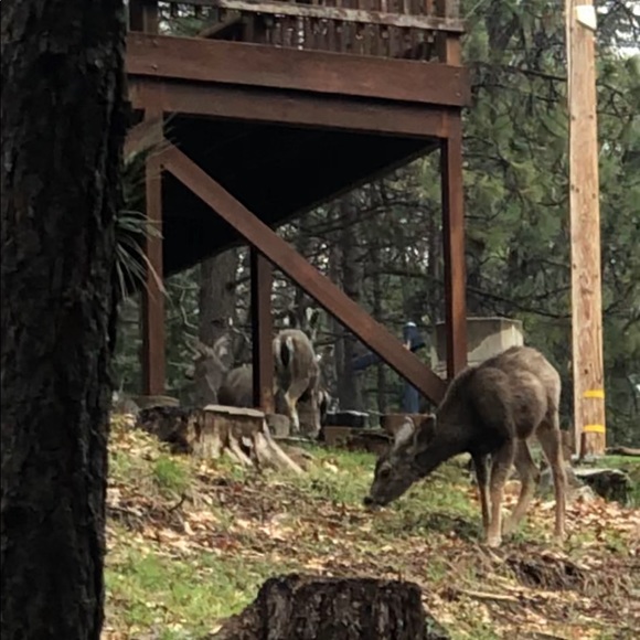 Meet your Posher, Sharon - Picture 1 of 1